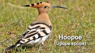 Hoopoe Bird Call and Pictures for Teaching BIRDSONG [upl. by Aviva749]