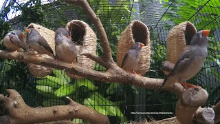 Timor Zebra Finchs Singing and Sounds  Male amp Female Finches [upl. by Ayekahs131]