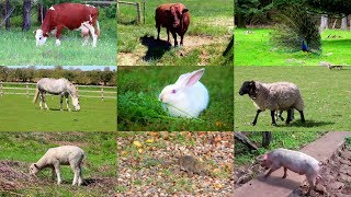 Animales de Granja para niños con vídeos [upl. by Aikemehs]