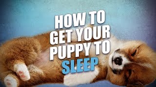 How To Get A Puppy To Sleep Through the Night [upl. by Nnylkcaj]