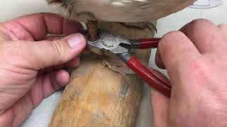 Banding birds with leg bands [upl. by Yovonnda]