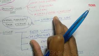 Mammary Gland Anatomy  6 Lymphatic Drainage  TCML [upl. by Ecnerolf]