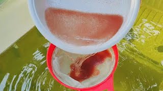 How to culture daphnia  Daphnia culture  How to grow daphnia outdoor [upl. by Ettevroc]