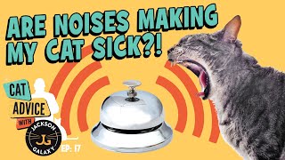 Can Sounds Cause Cats to Have Seizures YES [upl. by Susana]