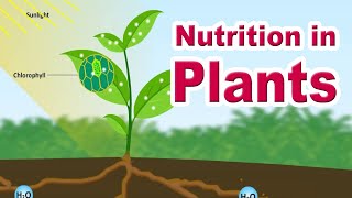 Nutrition in plants  Autotrophic Nutrition  Photosynthesis  Home Revise [upl. by Aihsram]