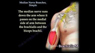 Median Nerve Branches Simple  Everything You Need To Know  Dr Nabil Ebraheim [upl. by Betthel]