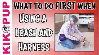 What to do FIRST  Getting Started with Leash Training [upl. by Ellenuahs851]