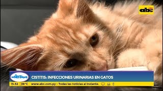 Cistitis Infecciones urinarias en los gatos [upl. by Glennie]