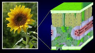 Anatomy of Dicot Leaf  Sunflower Leaf [upl. by Arretahs]