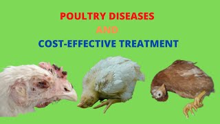 Poultry Diseases Symptoms and Treatment [upl. by Tandie]