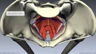 Pelvic Floor Part 1  The Pelvic Diaphragm  3D Anatomy Tutorial [upl. by Anailli]