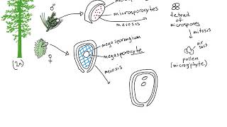 Gymnosperm Life Cycle [upl. by Alano]