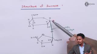 Structure of Sucrose  Biomolecules  Chemistry Class 12 [upl. by Onitram739]