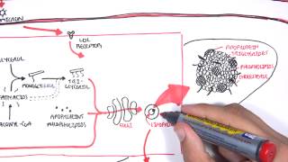 Physiology of Lipoproteins Cholesterol [upl. by Elgna]