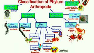 Classification of Phylum Arthropoda [upl. by Cthrine]