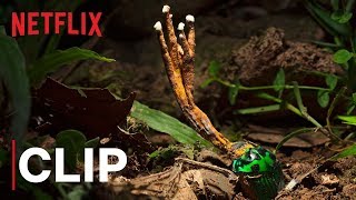 Our Planet  Fungus  Clip  Netflix [upl. by Koehler]