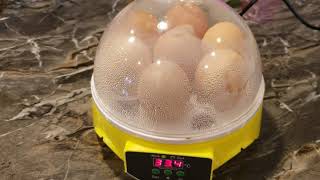 Mini intelligent 7 egg incubator [upl. by Acyre]