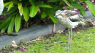 BushStone curlews making their strange quotwailingquot calls [upl. by Gwyneth147]