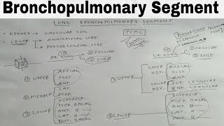 Bronchopulmonary Segment of Lung  TCML [upl. by Poppy]