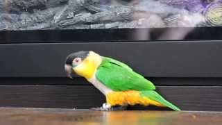 Black headed caique shuffle [upl. by Gabler]