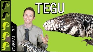 Argentine Tegu The Best Pet Lizard [upl. by Rosner]