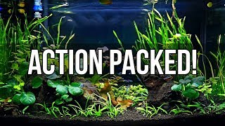 Planted 29 Gallon Community Tank [upl. by Atirec]