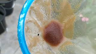 How to culture daphnia moina in a small container Part 1 English Subtitle [upl. by Garap225]