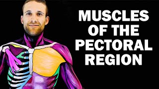 UPPER LIMB MUSCLES 16  PECTORAL REGION [upl. by Muns]