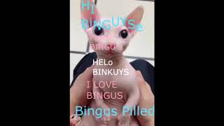 Hi Bingus [upl. by Rovert]