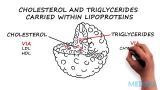 Dyslipidemia What to know about Cholesterol and Triglycerides levels [upl. by Grounds]