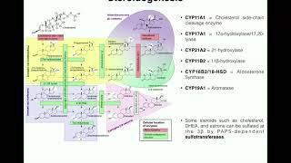 Steroidogenesis  The Biosynthesis of Steroids from Cholesterol [upl. by Enram]