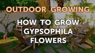 How to Grow Gypsophila Flowers [upl. by Uamak]