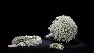 Gypsophila Inzignia Cloud™ [upl. by Mychael]