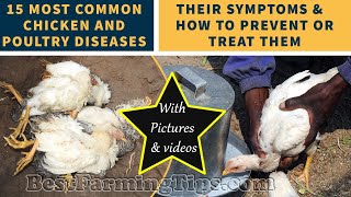 15 most common chicken and poultry DISEASES their symptoms and how to prevent or treat them [upl. by Eudora]