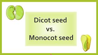 Difference between Dicot Seed and Monocot Seed  AL biology [upl. by Joelynn]