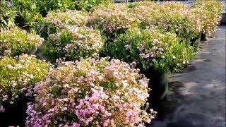 Best Perennials  Gypsophila Filou Rose Babys Breath [upl. by Arno]