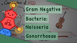 Gram Negative Bacteria Neisseria gonorrhoeae [upl. by Ricketts922]