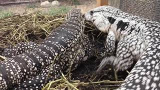 Argentine Tegus Breeding BehaviorREPTICULA FARMS [upl. by Wang144]