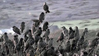 Starlings Coming To Roost  Starling Murmuration in Cornwall UK [upl. by Marou325]