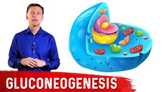 What Is Gluconeogenesis – Dr Berg [upl. by Iek]