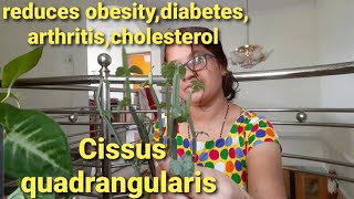 Cissusquadrangularis and its recipe [upl. by Alexa]