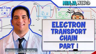 Metabolism  Electron Transport Chain DETAILED  Part 1 [upl. by Airrat]