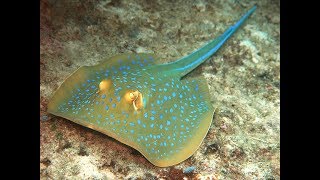 Largest Known Marine Stingray Study  National Geographic [upl. by Simaj550]