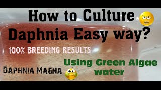 Daphnia MagnaHow to Culture Daphnia Easy wayCulturing Daphnia using Green water Daphnia [upl. by Loriner]