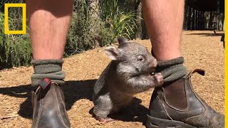 Los vídeos de animales más adorables  National Geographic en Español [upl. by Venezia]