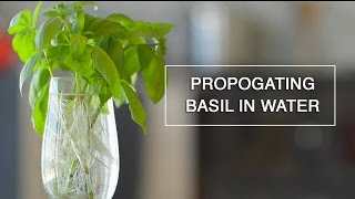 Rooting Basil in Water  Endless Supply [upl. by Aiela143]