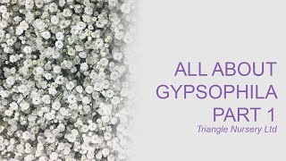 All About Gypsophila Part 1 [upl. by Moshe]