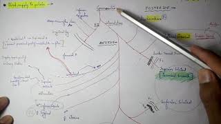 Abdominal Aorta  8 Internal iliac artery Branches  TCML [upl. by Acireh456]