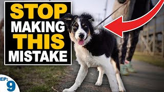 5 Mistakes People Make When Teaching A Puppy To Walk On Leash [upl. by Okiek]