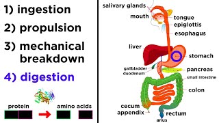 The Digestive System [upl. by Nivag510]